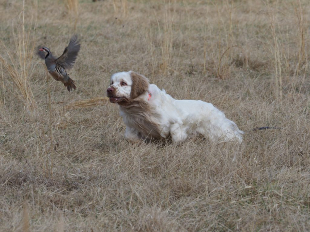 2022-03-18 Percy - Clumber Spaniel