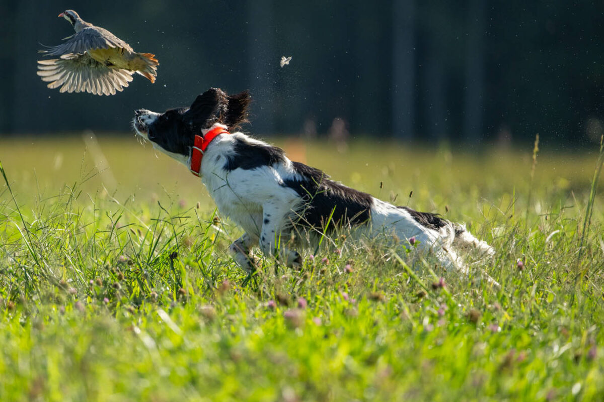 Photos from Fall Spaniel Hunt Tests