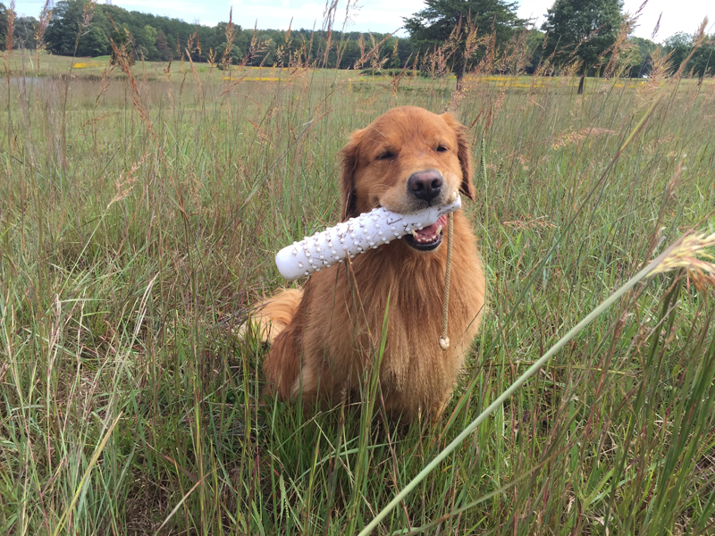 Bruno with his white training bumper. Photo by Ken Harringer.