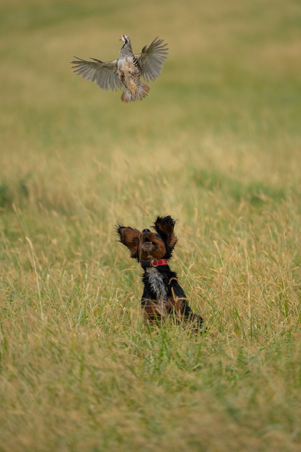 2025 Spring Hunt Test by Matt Toth