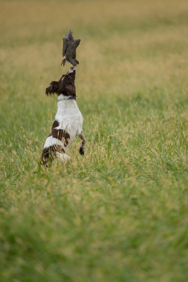 2025 Spring Hunt Test by Matt Toth