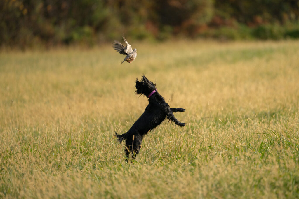 2025 Spring Hunt Test by Matt Toth