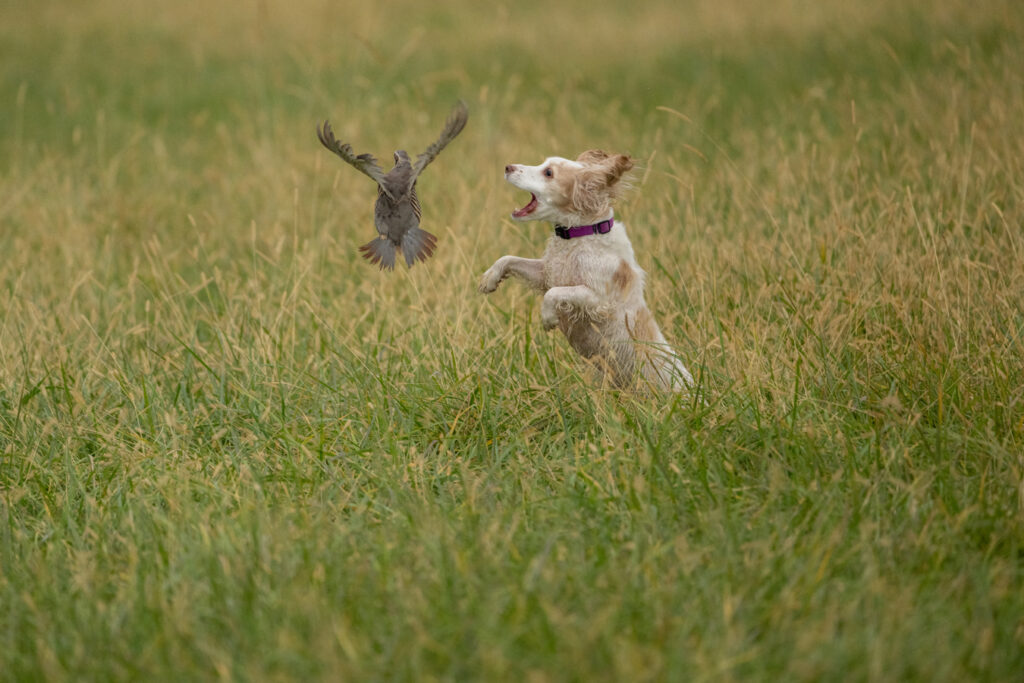 2025 Spring Hunt Test by Matt Toth